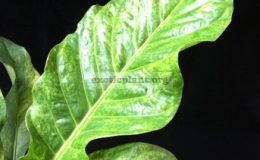 Anthurium-hookeriF1-variegatedMayA-30-