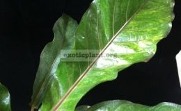 Anthurium-hookeriF1-variegatedMayB-30-