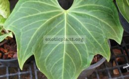 Anthurium-hybridT01-90