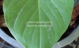 Anthurium-hybridT0255-1
