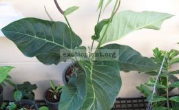 Anthurium-hybridT05-100-