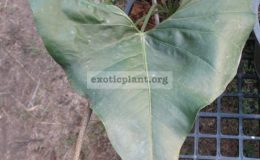 Anthurium-hybridT06-75