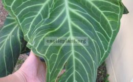 Anthurium-hybridT07-100