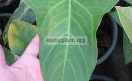 Anthurium-hybridT08-45