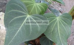 Anthurium-leuconeurum
