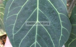 Anthurium-magnificumL