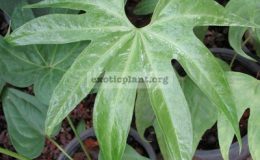 Anthurium-pedatoradiatum-20