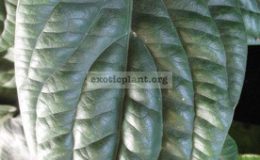 Anthurium-radicans-750