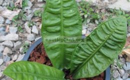 Anthurium-reflexinervium-140