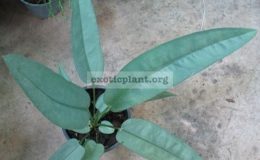 Anthurium-sp.T02-44
