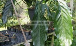 Anthurium-spectabile-пример-взрослого-растения
