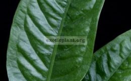 Anthurium-superbum24