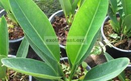 Anthurium-willdenowii-exotic-plant-20
