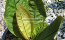 Anthurium-willfordii-140