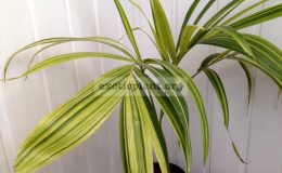 Areca-catechu-variegata