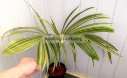 Areca-catechu-variegata-45