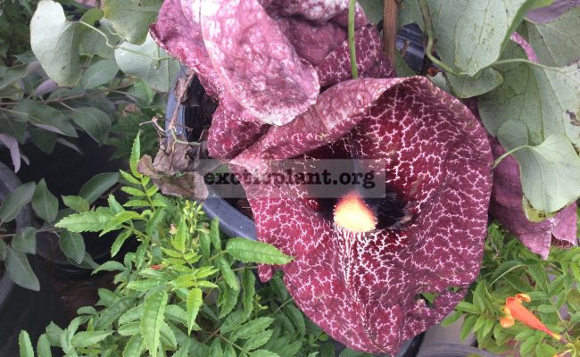 Aristolochia-leuconeura-Costa-Rica-30
