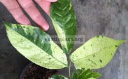 Artabotrys-hexapetalus-variegated-grafted-65