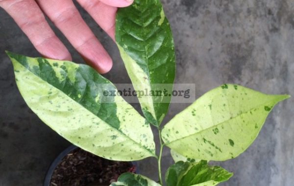 Artabotrys-hexapetalus-variegated-grafted-65