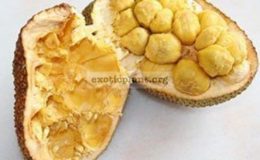 Artocarpus-champeden-35-