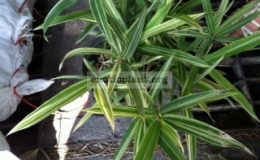 Arundinaria-suberecta-Dwarf-variegated-Bambusa-Suberecta-Jesse-Durko-50