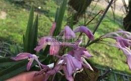 Ascocentrum-apmullaceum-x-neofinetia-falcata-