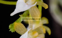 Ascochilus-nitidus