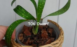 Aspidistra-sp.T06-Dwarf1