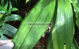 Aspidistra-sp.T18-White-Eyes-40-