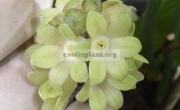 Aspidistra-sp.T18-White-Eyes-40