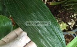 Aspidistra-sp.T19-Black-Eyes-40-