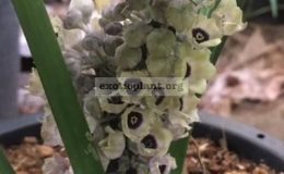 Aspidistra-sp.T19-Black-Eyes-40