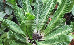 Asplenium-Cobra-