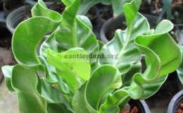Asplenium-CobraS