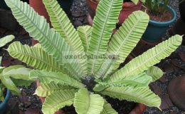 Asplenium-Silver-Wing-L