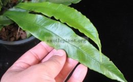 Asplenium-batuense-climbing-southern-Thailand-