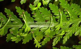 Asplenium-bulbiferum-30