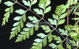 Asplenium-confusum-26