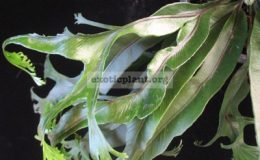 Asplenium-nidus-CrestedT01-Philippine