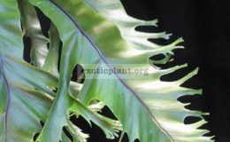 Asplenium-nidus-CrestedT02-Philippine-40