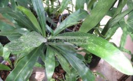 Asplenium-nidus-Papua-New-Guinea