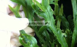 Asplenium-nidus-Super-Dwarf-45