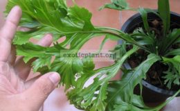 Asplenium-nidus-cv.-Cresteatum-mutation-L