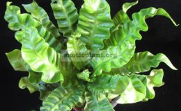 Asplenium-nidus-cv.-Crispafolium-compact-