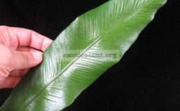 Asplenium-nidus-cv.-Khao-Luang-southern-Thailand