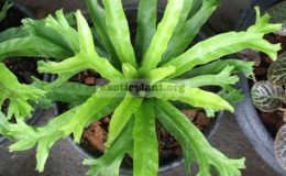 Asplenium-nidus-hybridT01-