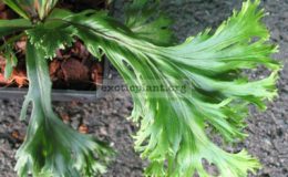 Asplenium-nidus-hybridT02