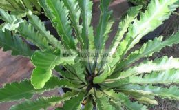 Asplenium-nidus-serrate-leaf-пример-взрослого-растения