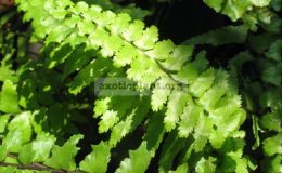 Asplenium-pellucidum
