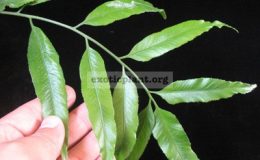 Asplenium-salignum-southern-Thailand-
